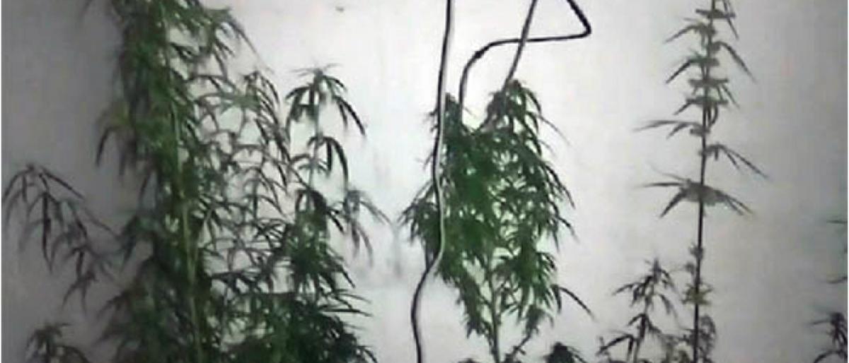 2 Nigerians including woman arrested for cultivating ganja on terrace