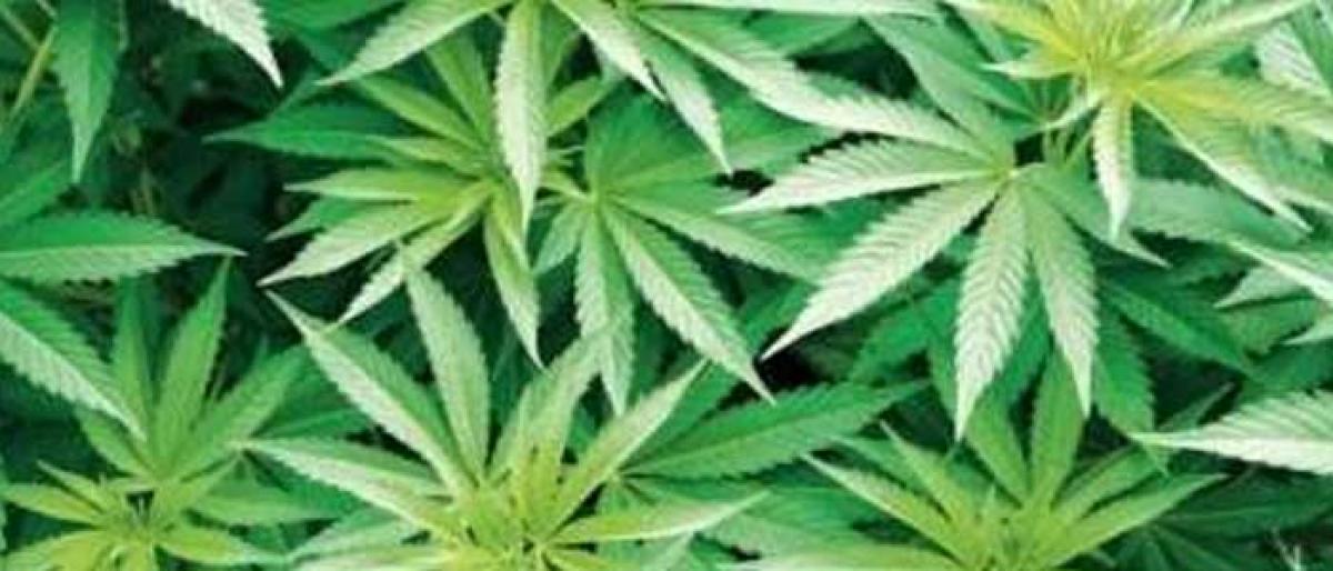 Cops job gets tough with peddlers finding bizzare ways to smuggle ganja