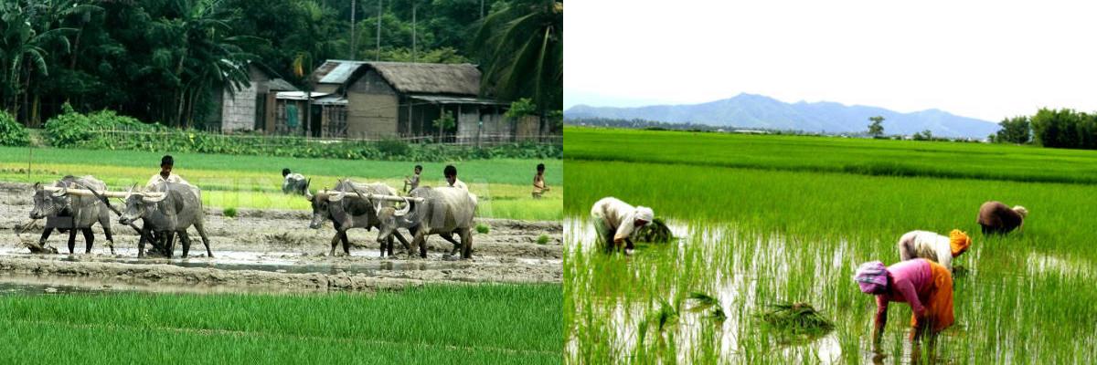 Chant ancient Vedic mantra to improve crop yield: Goa government to farmers