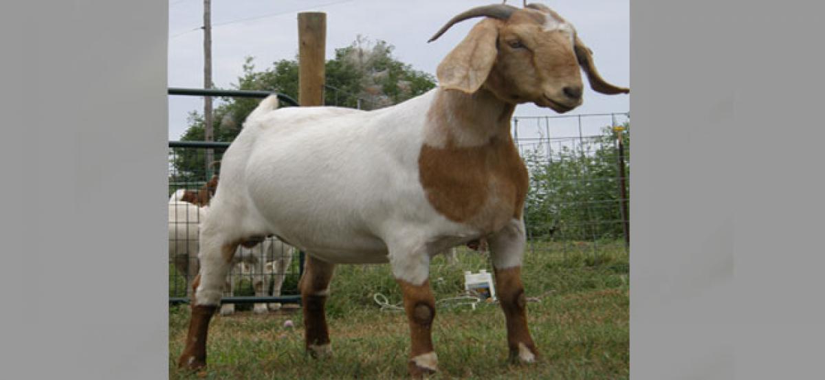 Farmer lands in legal soup for killing goat