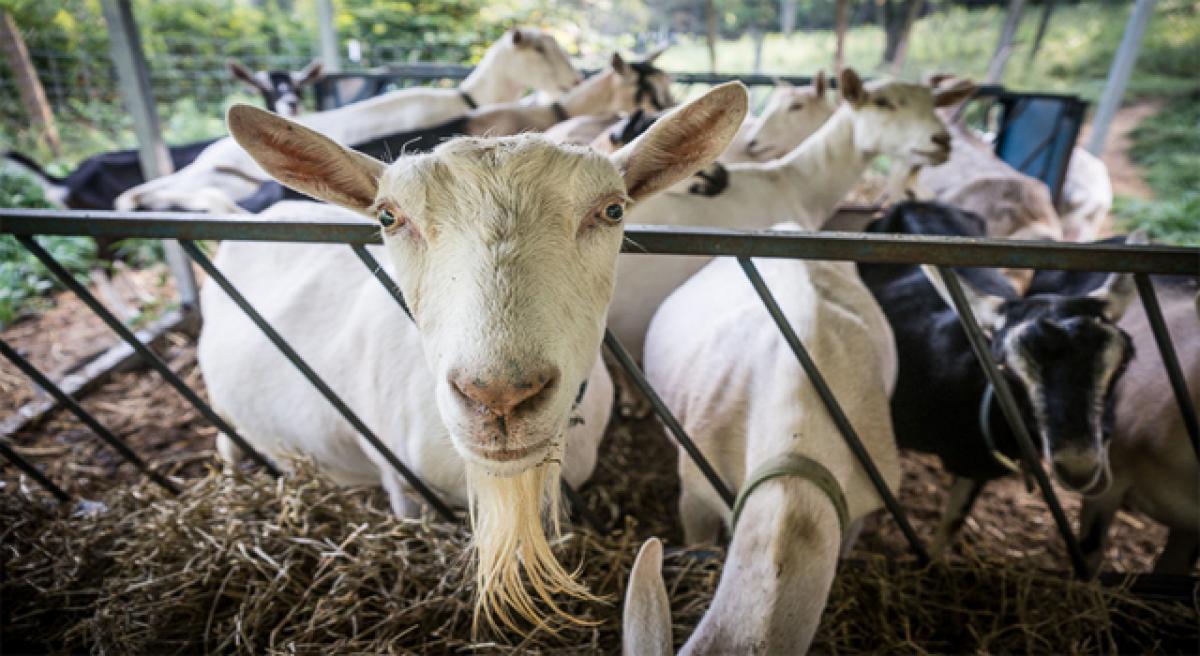 15 goats die due to lightning