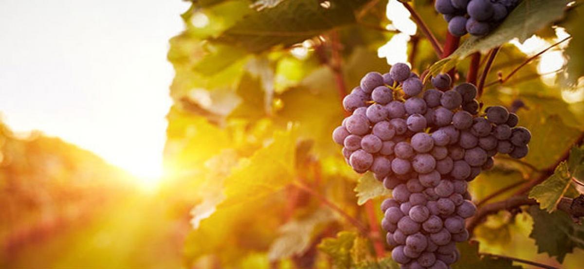 Grape compounds may help treat Depression