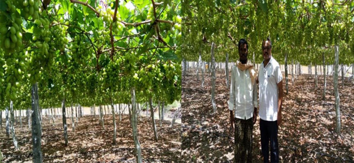 Grape plantation reaps rich dividends to farmer