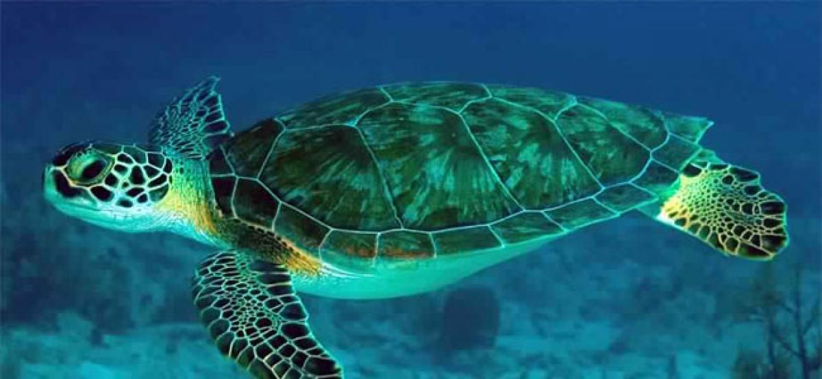 Crisis of waste-strewn seas of the world. Turtle dies from being ingested with plastic