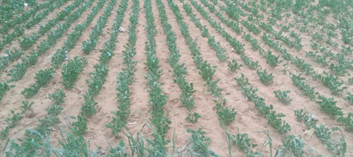 Crops wither due to deficit rainfall
