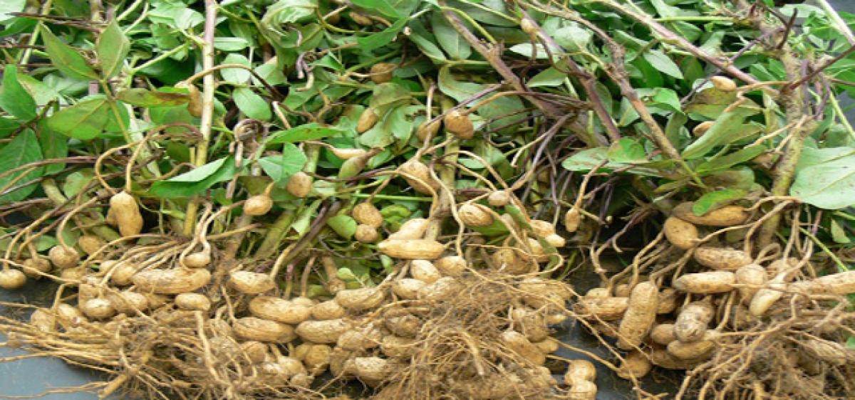 Link Fasal Bima Yojana to groundnut crop, demands CPM