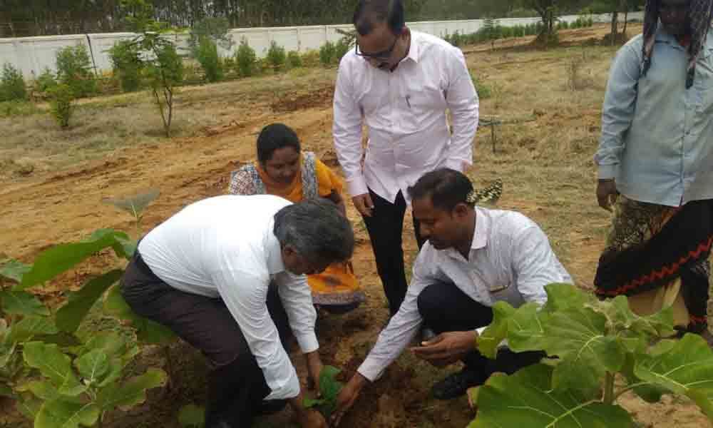 Vikrama Simhapuri University takes up Akiras method for plantation in Nellore