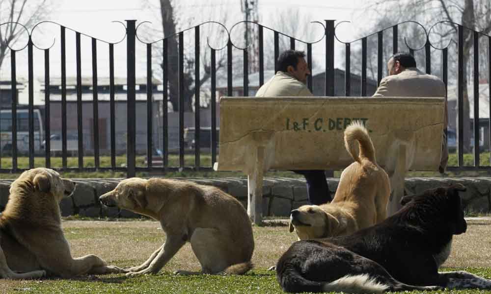 Indian stray dog debate: Nobody is looking at pets