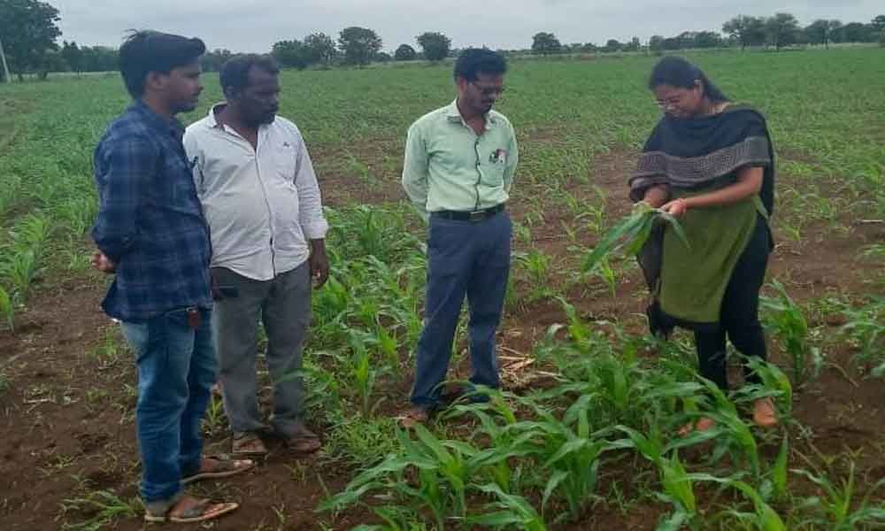 Agriculture Officer Vinod Kumar explains steps to prevent pests