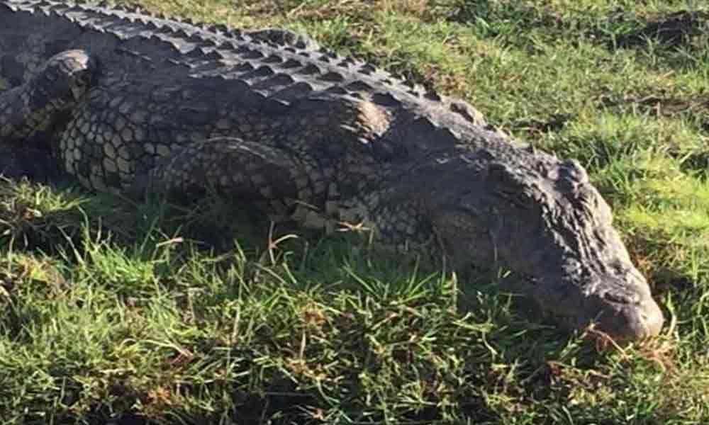 Crocodile creates flutter among villagers in Wanaparthy