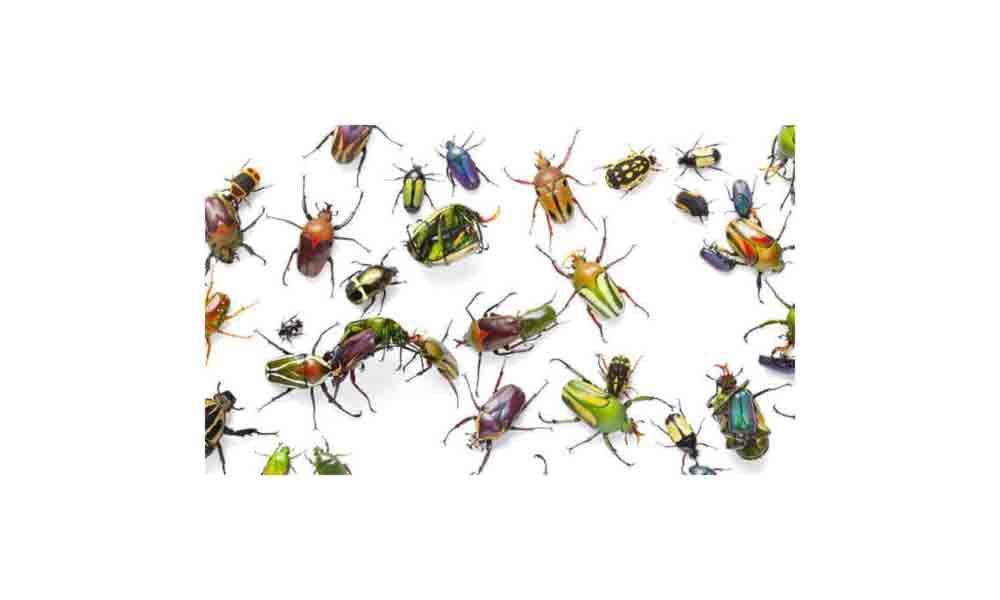 About insects