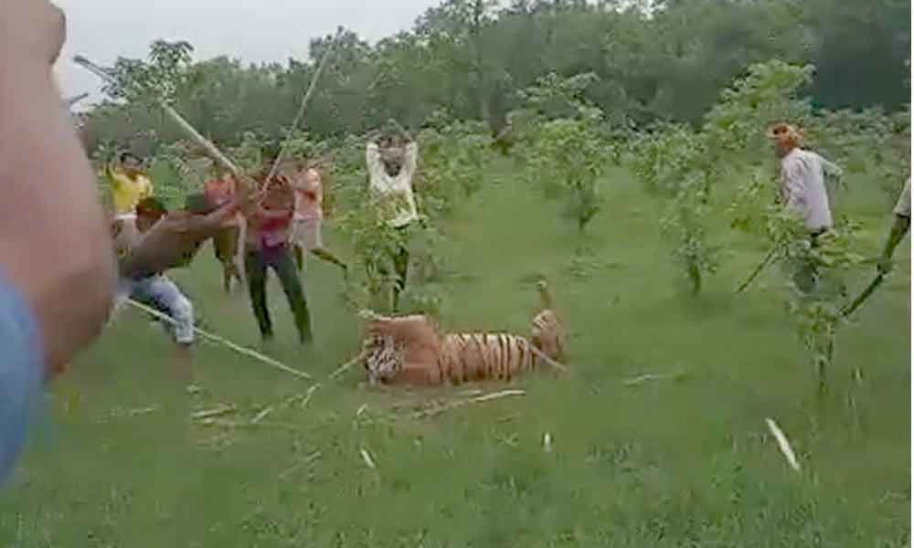 Tigress beaten to death in Uttar Pradesh  recorded on camera