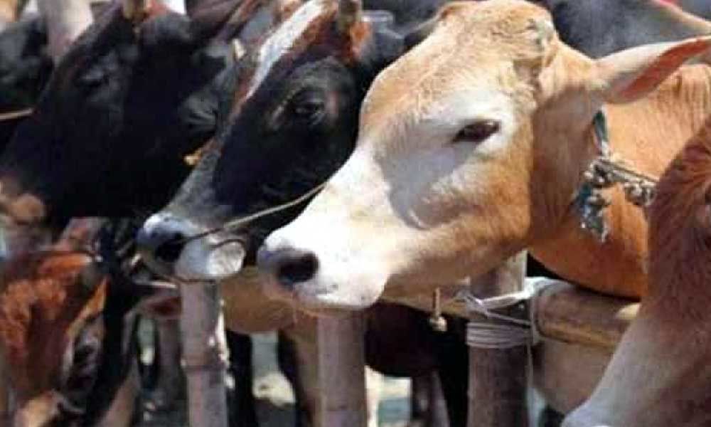 Six held for slaughtering cow in UP