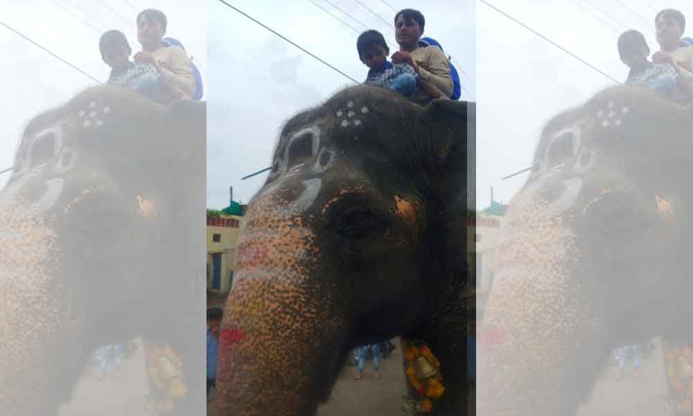 New elephant from Karnataka for Bonalu