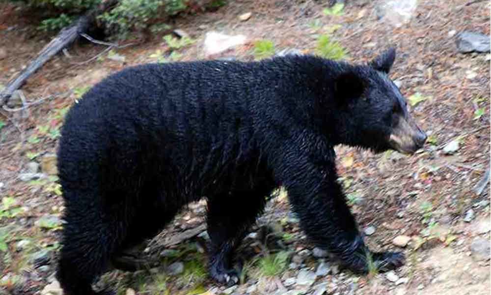 Bear strays into village in Nizamabad; injures one