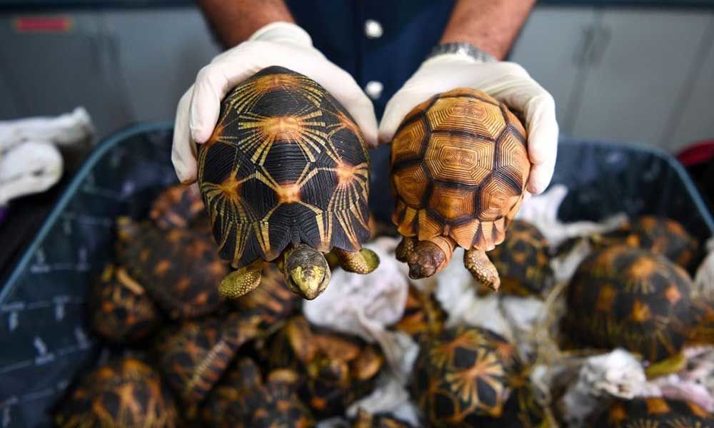 Four turtles holed up in jail since 2015 for being evidence in black magic case