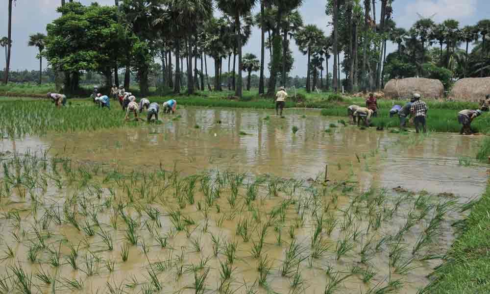 Heavy rains hit paddy crop in East Godavari