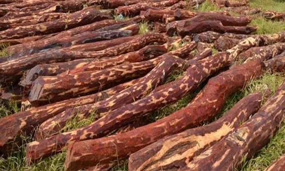 Red sanders smuggling still rampant in Kadapa
