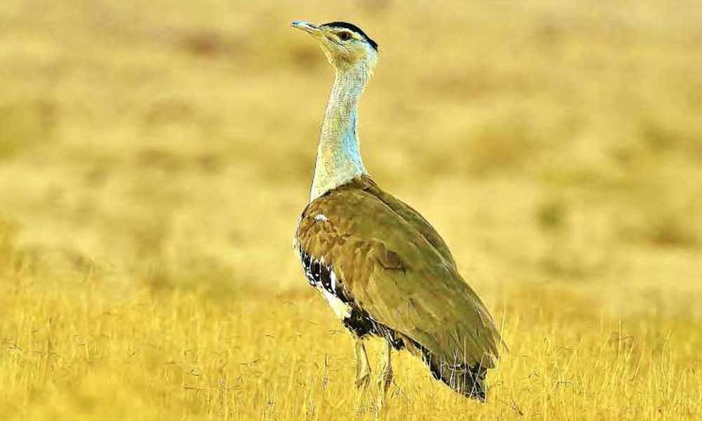 Great Indian Bustard nearing extinction due to high voltage power lines: Ministry of Environment