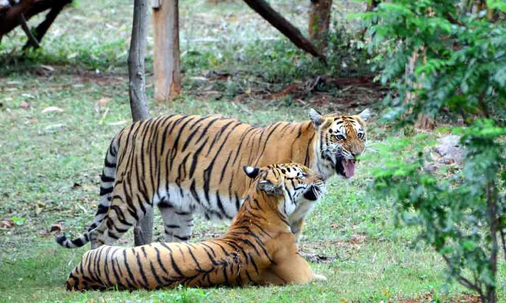 Tigers lifespan longer in captivity: Maheshwari