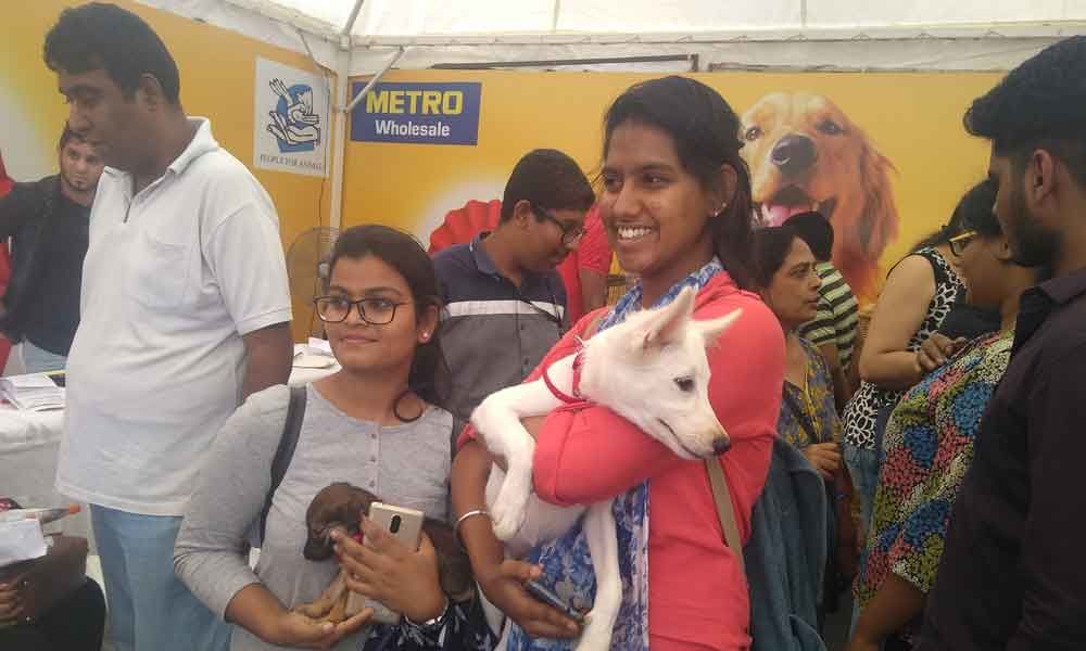 Pet adoption drive a huge success in city