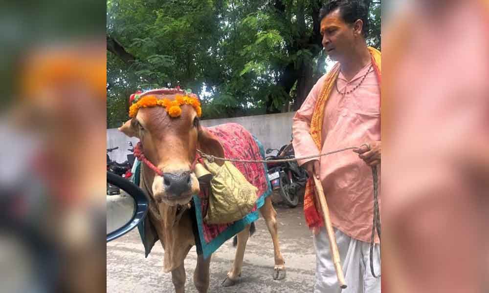 Cow that can predict future