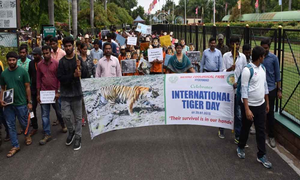 Students celebrate International Tiger Day at Zoo