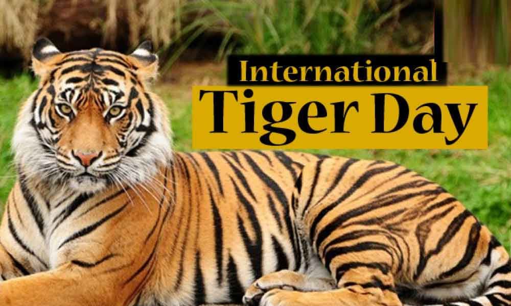 International Tiger Day 2019: Facts about the Big Cats