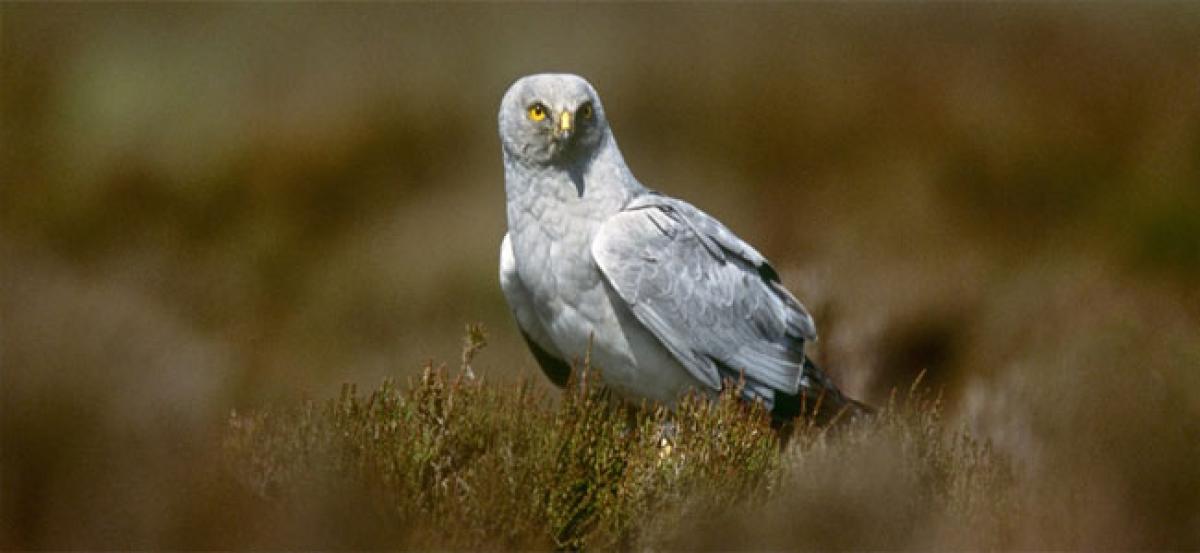 UK’s iconic hen harriers close to extinction: Study