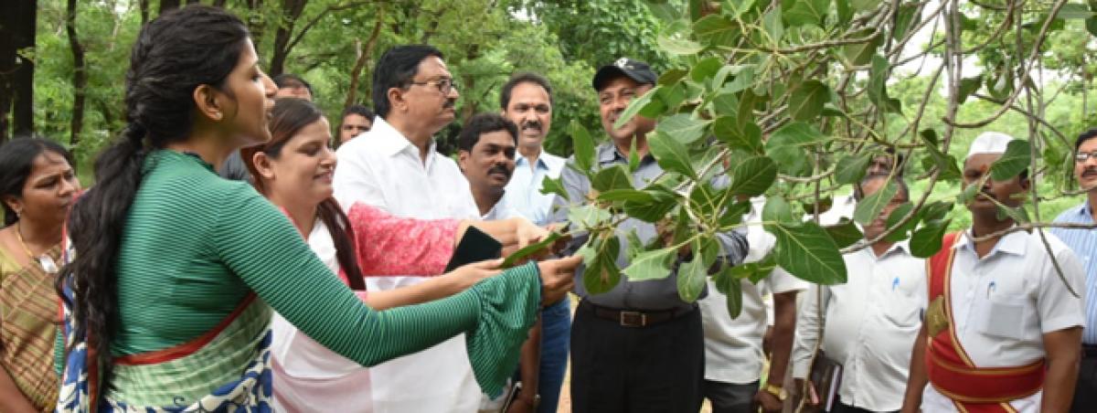 Administration keen on growing herbal plants