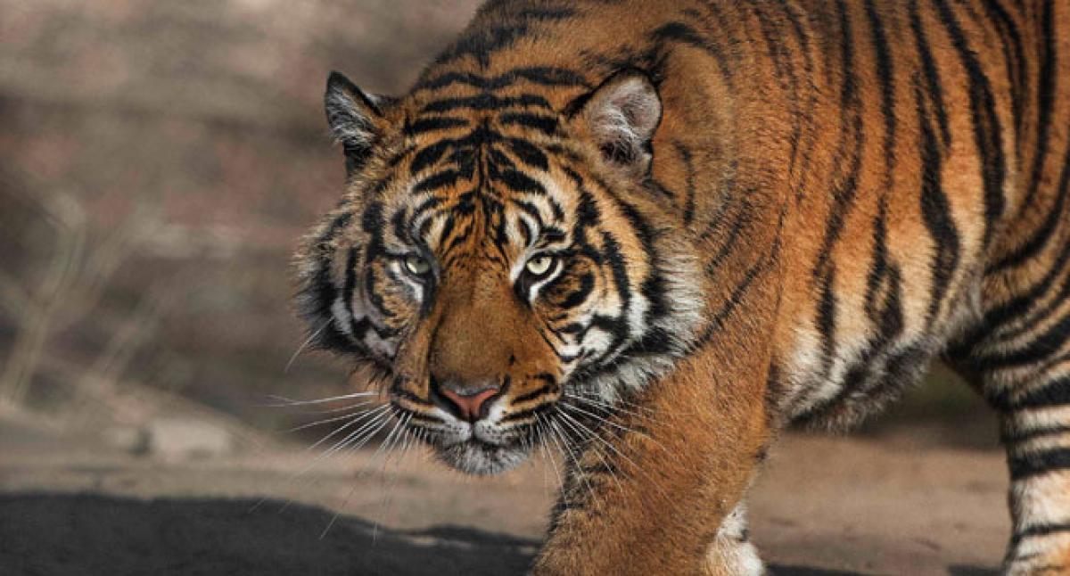 Prints of tiger paws trigger fear in village