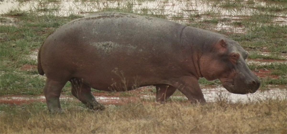 Hippopotamus allowed for public display