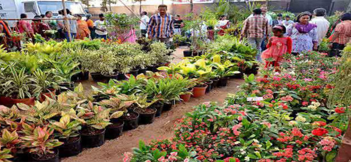 Horticulture festival to begin from August 27