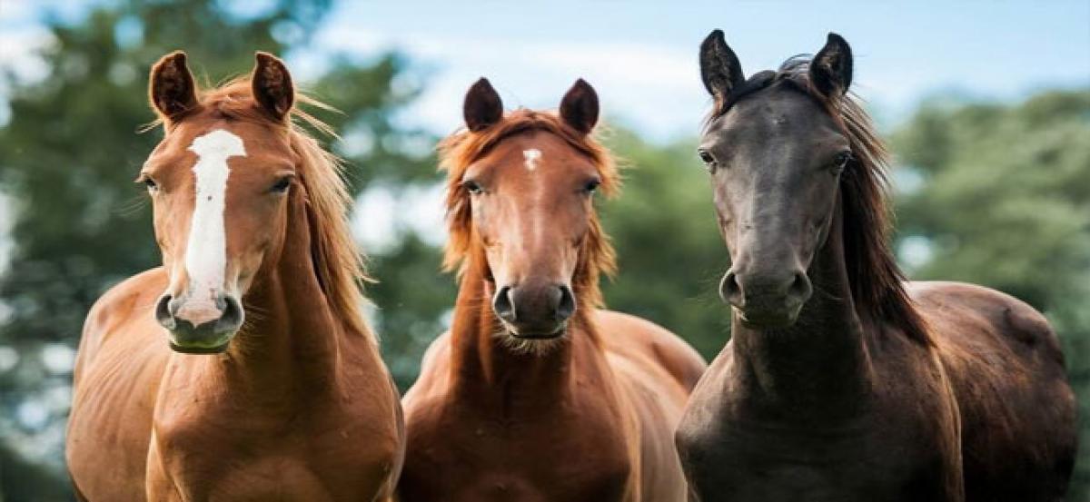 Horses can recognise humans’ expressions: Study