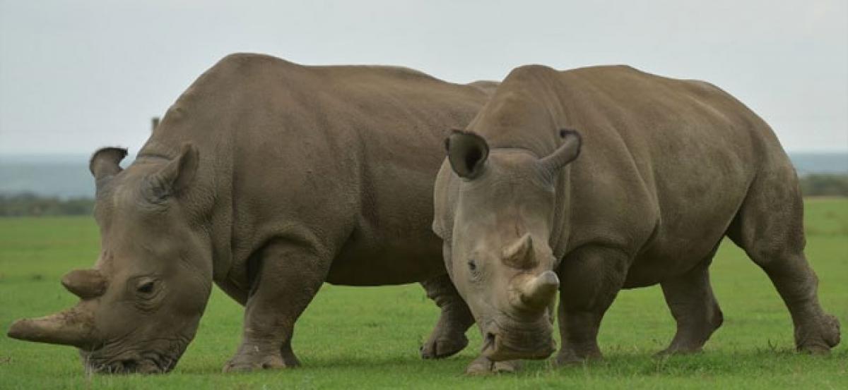 Scientists create hybrid embryos from near extinct northern white rhino