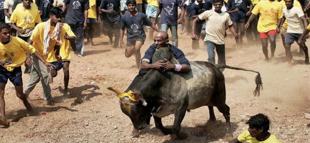 Supreme Court refers pleas against Jallikattu to Constitution bench