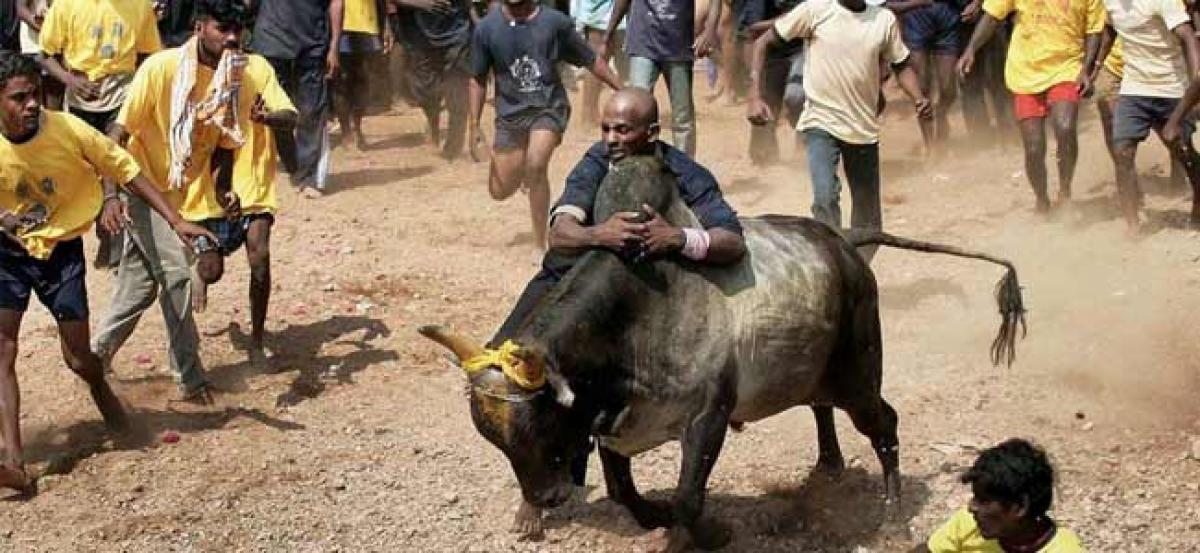 Tamil Nadu health minister C Vijaya Baskars jallikattu bull dies after crashing into a wall