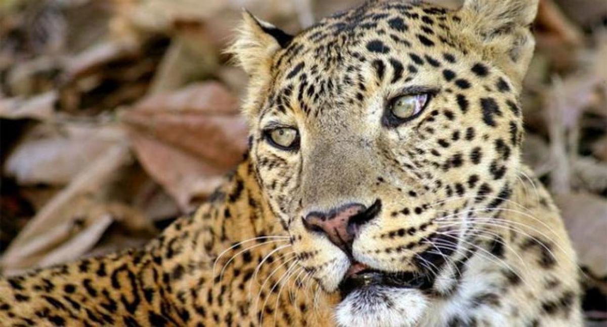 Rajasthan’s Jhalana learning to live with leopards