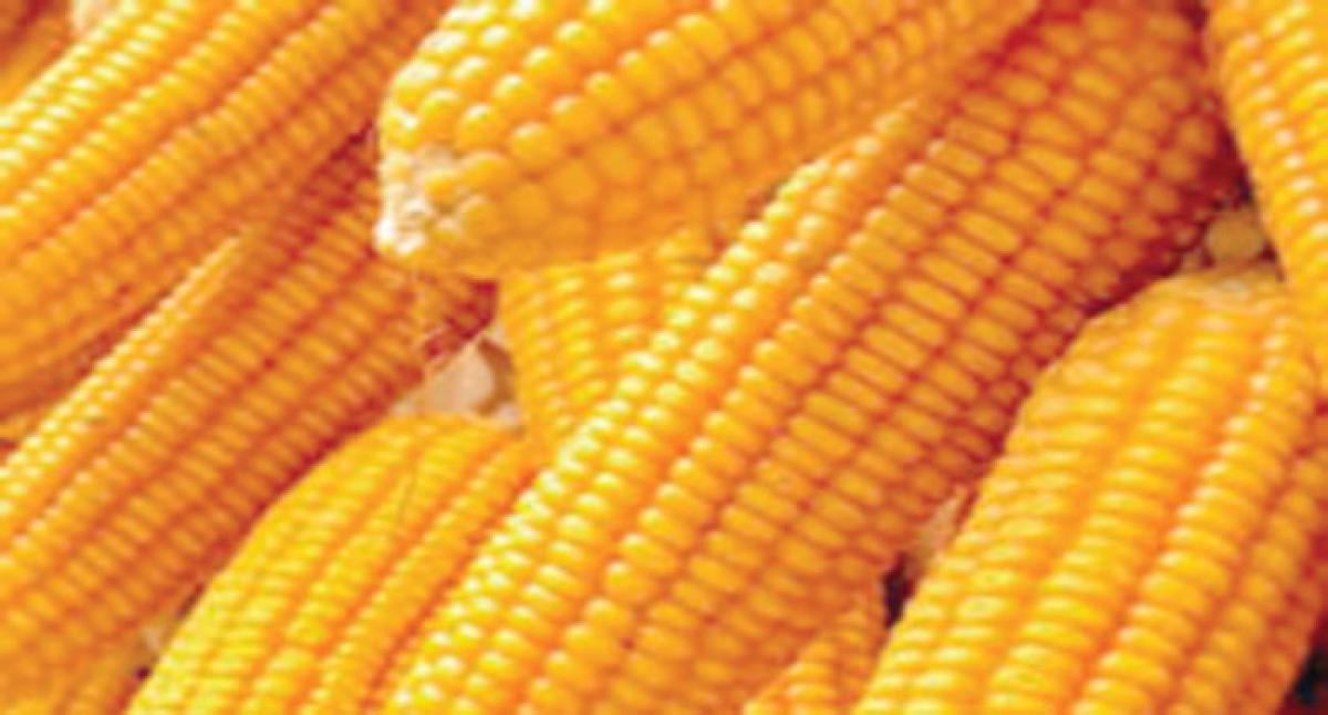 Govt to set up 259 maize purchase centres soon