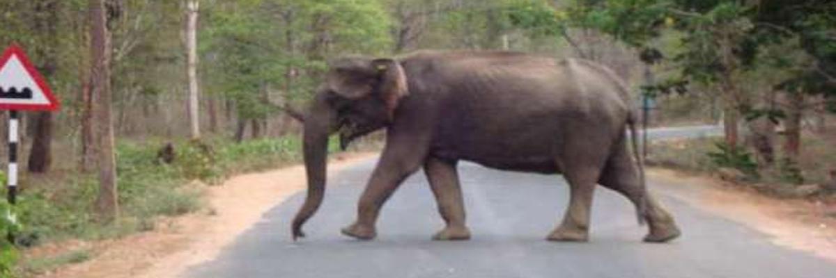 Villagers panic as wild jumbos return 