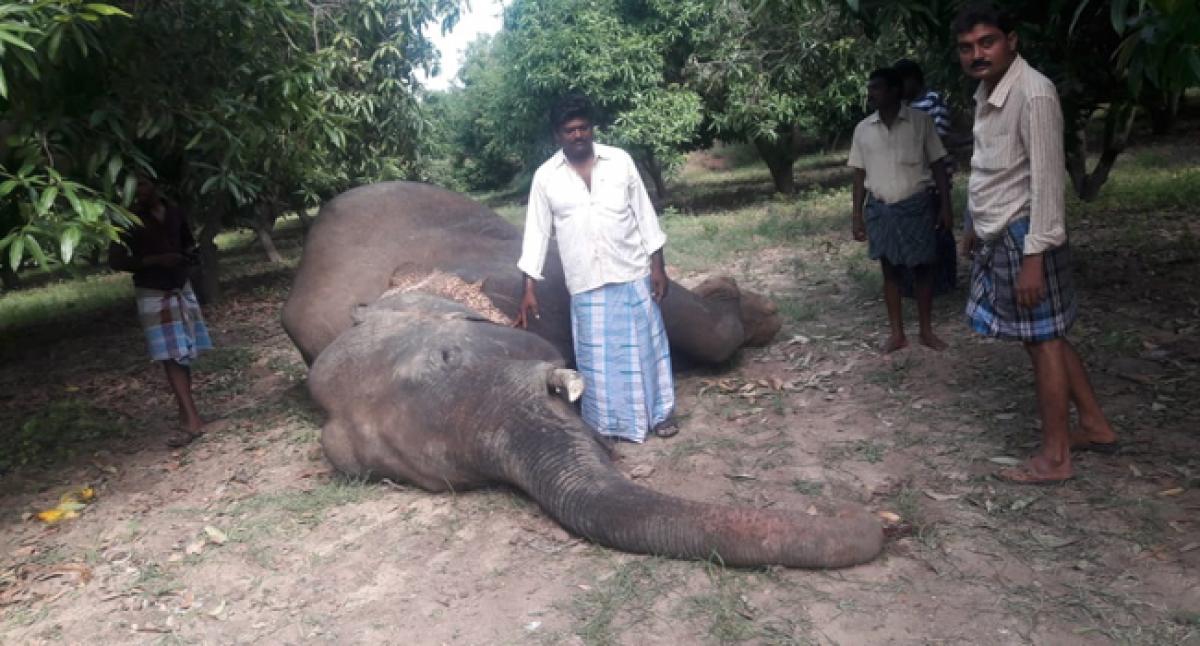 Male elephant found dead