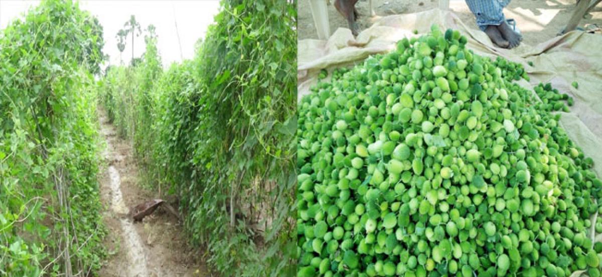 Teasel gourd enchants farmers