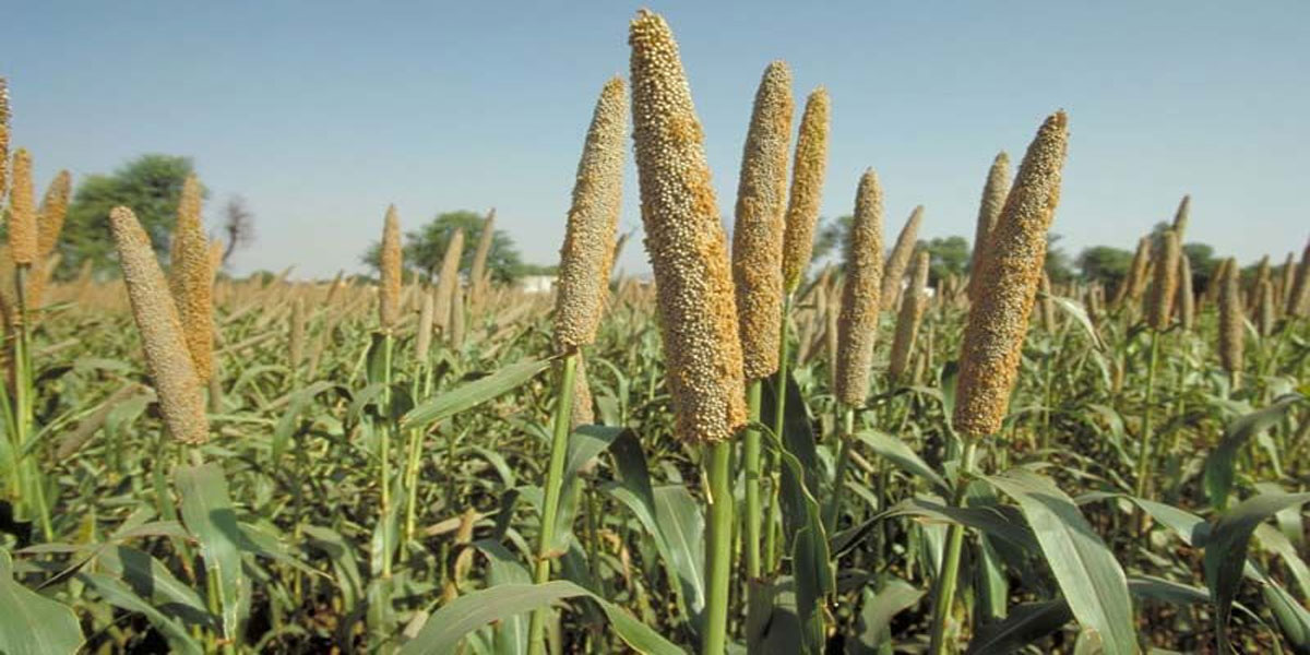 Millets growers to get RS 6,000 per ha at Vikarabad