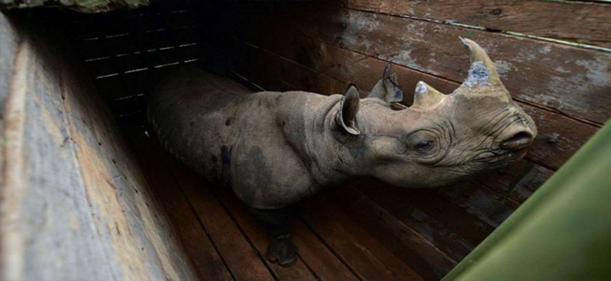 Kenya Wildlife Service relocates 14 endangered black rhinos to more secure habitat