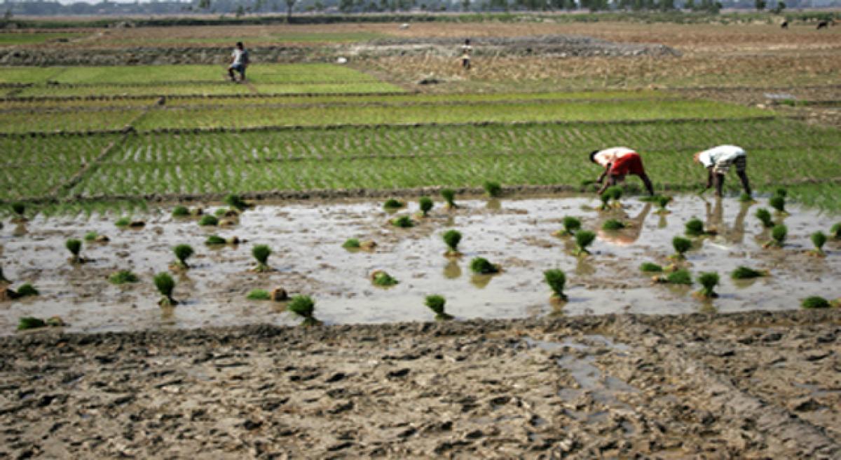 Irrigated area to expand next kharif