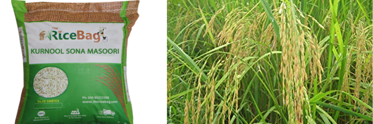 Kurnool Sonamasuri Rice Variety on Verge Of Extinction
