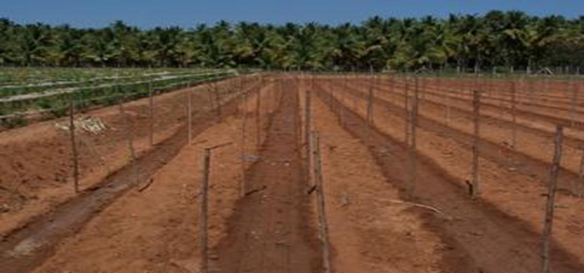 Vijayawada loses horticulture lands