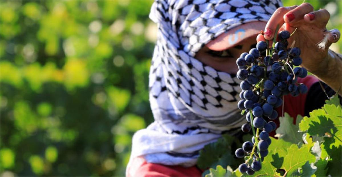 Lebanon wines bring villages back to life