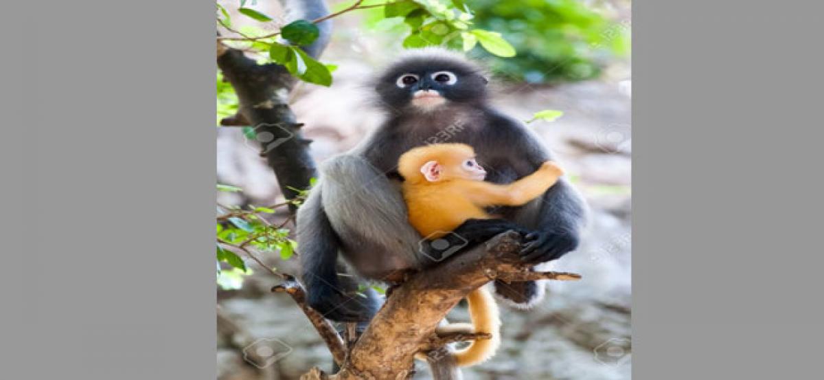 ‘Leaf monkeys’sighted in China