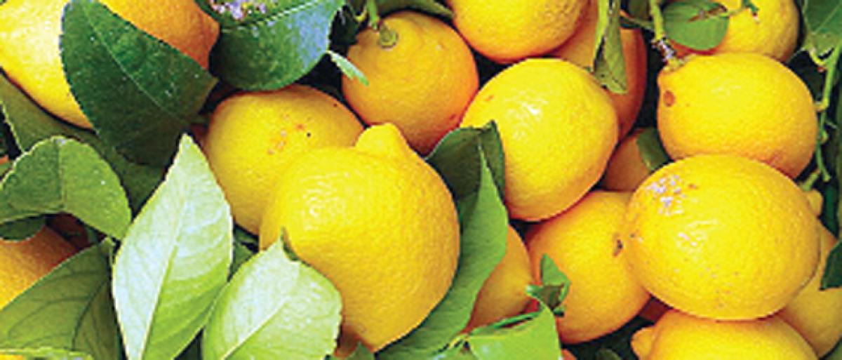 Lemon prices soar with hoarding by traders